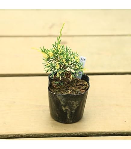 Amazon｜真柏盆栽用素材 うねり 木 良し｜観葉植物 オンライン通販